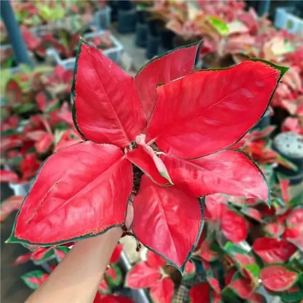 Aglaonema Jaipong Red
