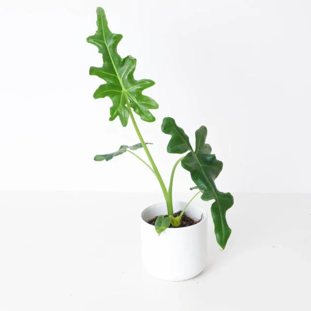 Alocasia Portei