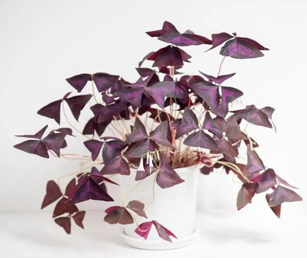 Butterfly plant (Oxalis Purple)