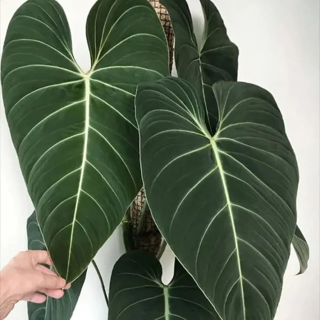 Philodendron Glorious