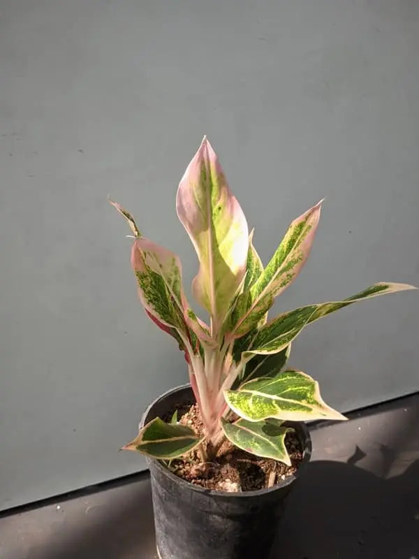 Aglaonima Pink Arora