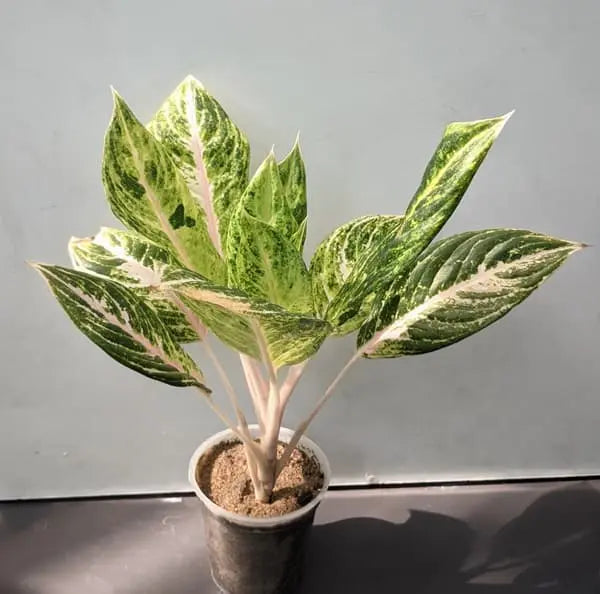 Aglaonema Green Pappaya