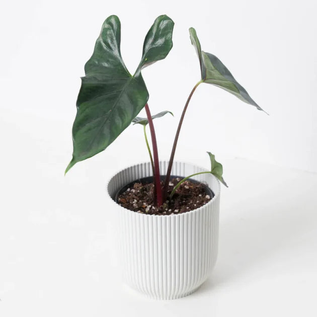 Alocasia purple cloak