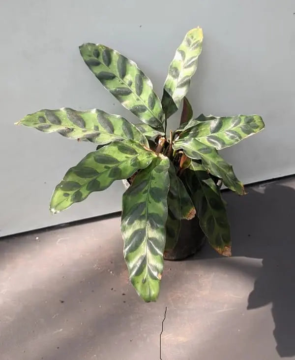 Calathea Rattle Snake
