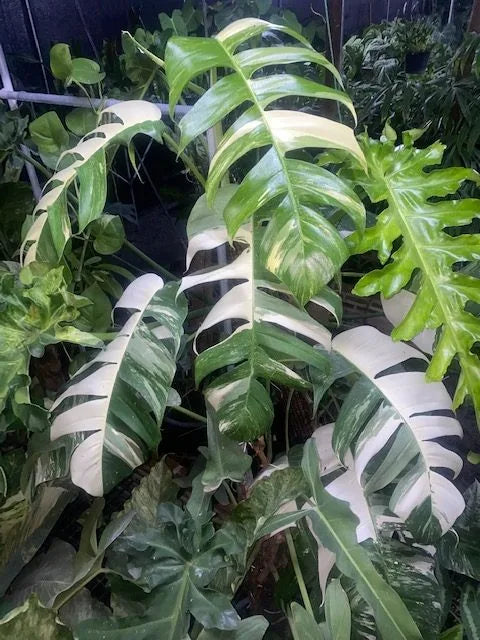 Epipremnum pinnatum albo