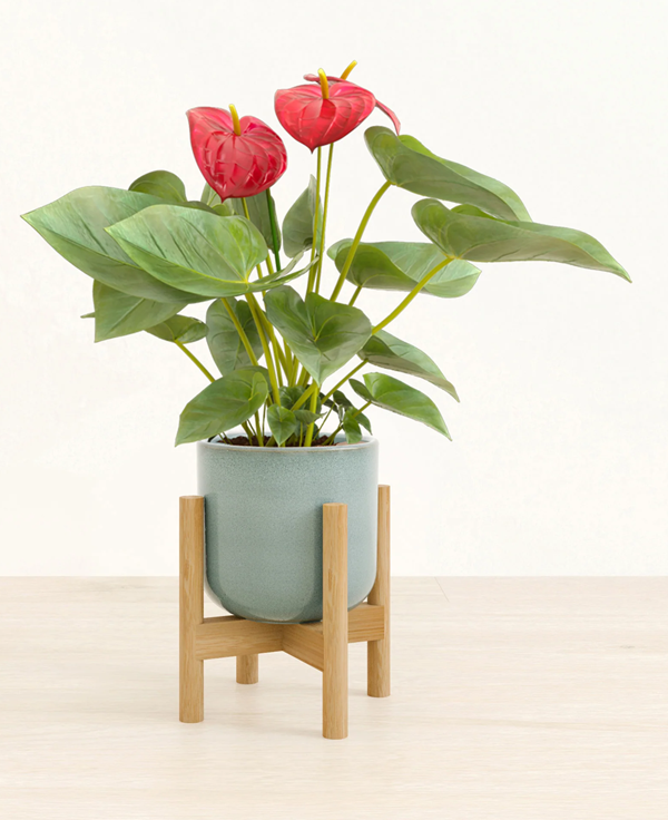 Anthurium Red miniature