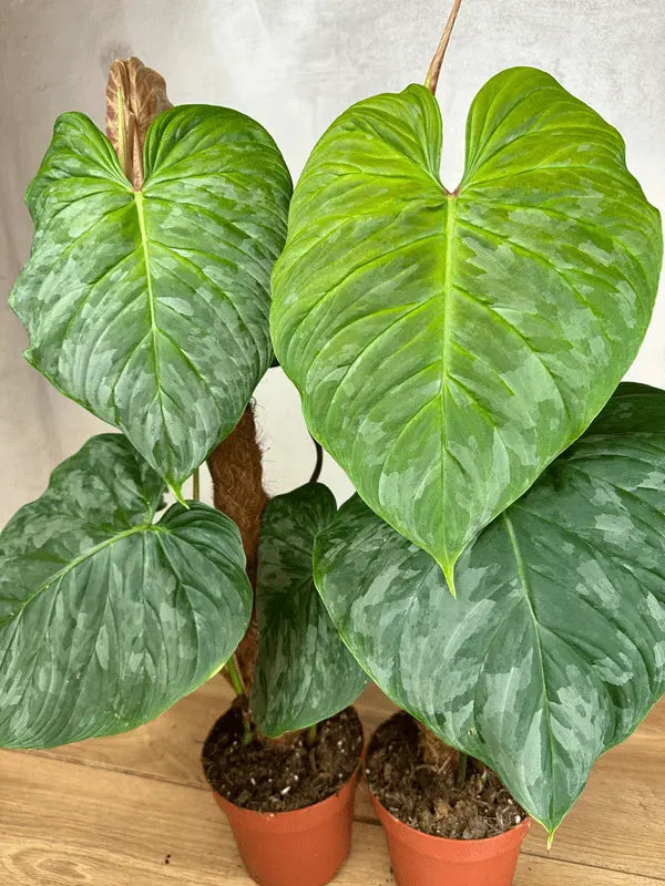 Philodendron Majestic