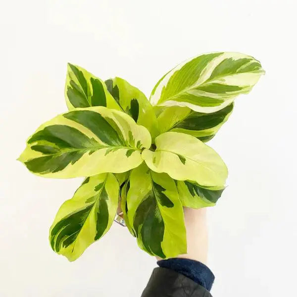 Calathea Yellow fusion