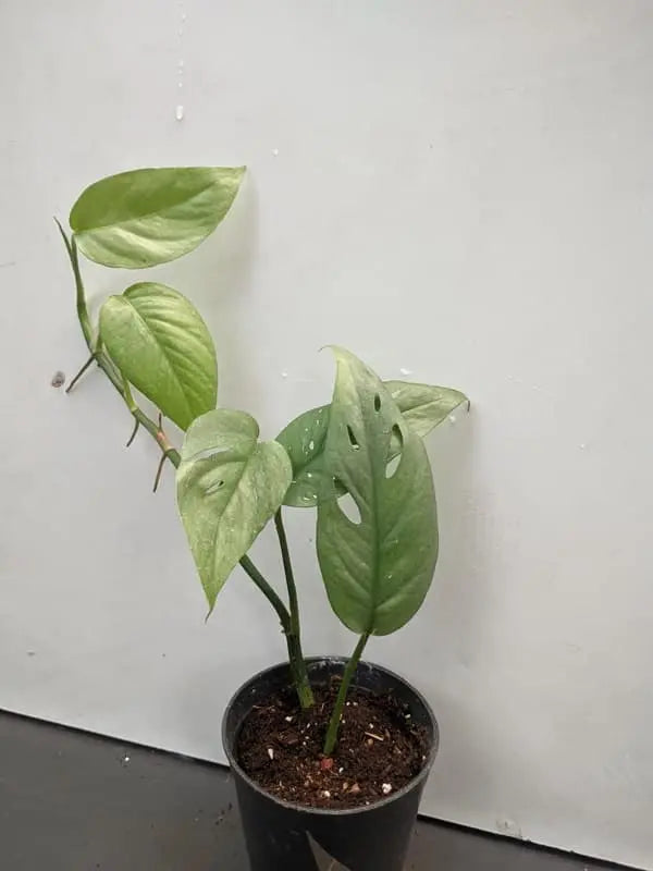 Epipremnum Cebu blue