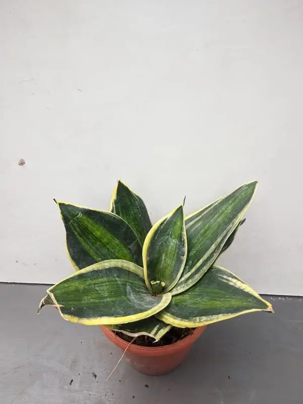 Sansevieria trifasciata /Golden Hahnii