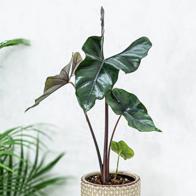 Alocasia purple cloak