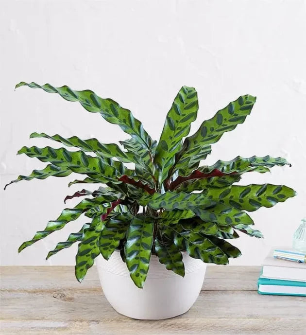 Calathea Rattle Snake