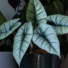 Alocasia Platinum Bisma