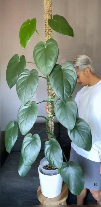 Syngonium Chiapense – Rare TC Plant - Ethereal DNA