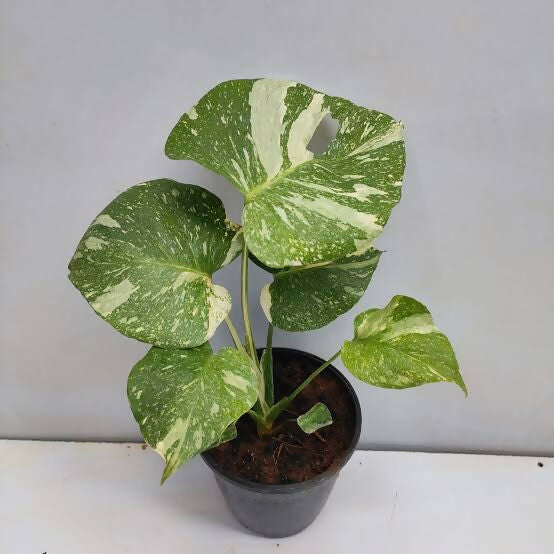 Monstera Thai Constellation