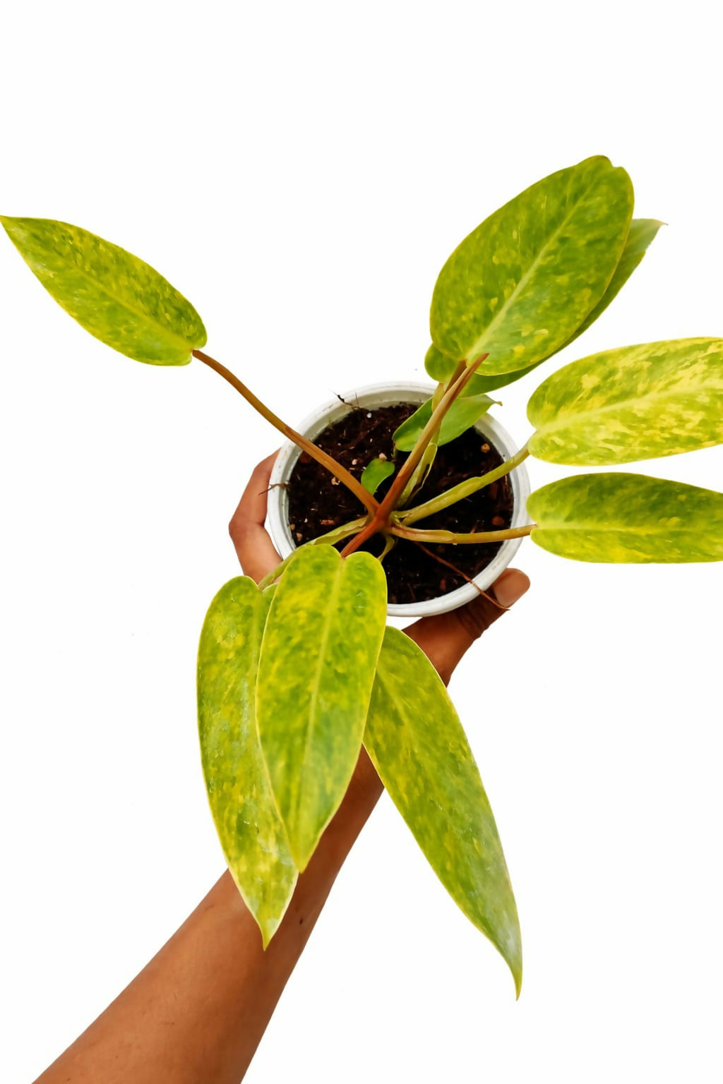 Philodendron Painted Lady