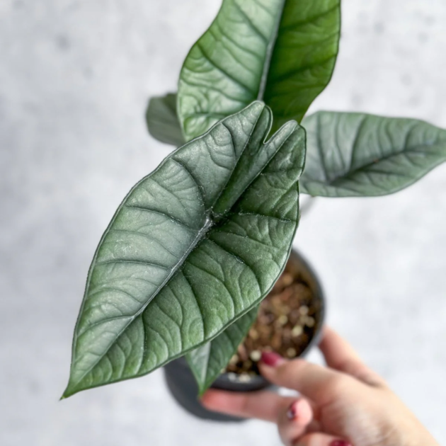 Alocasia Platinum Bisma