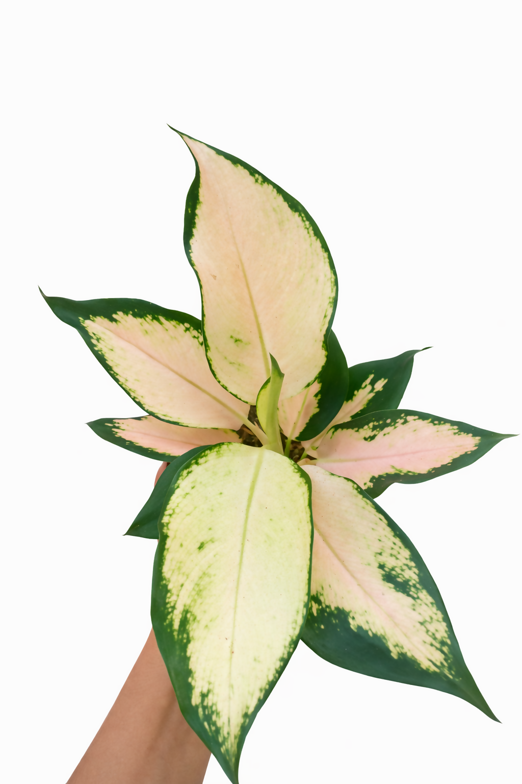 Aglaonema Cochin Escada