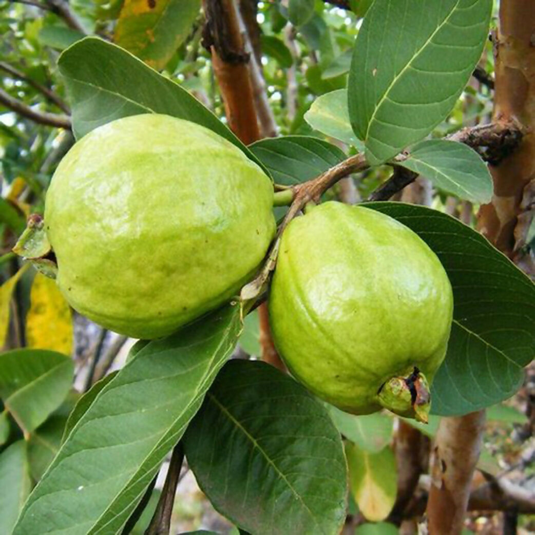 L 49 Guava Live Plant (Psidium Guajava)