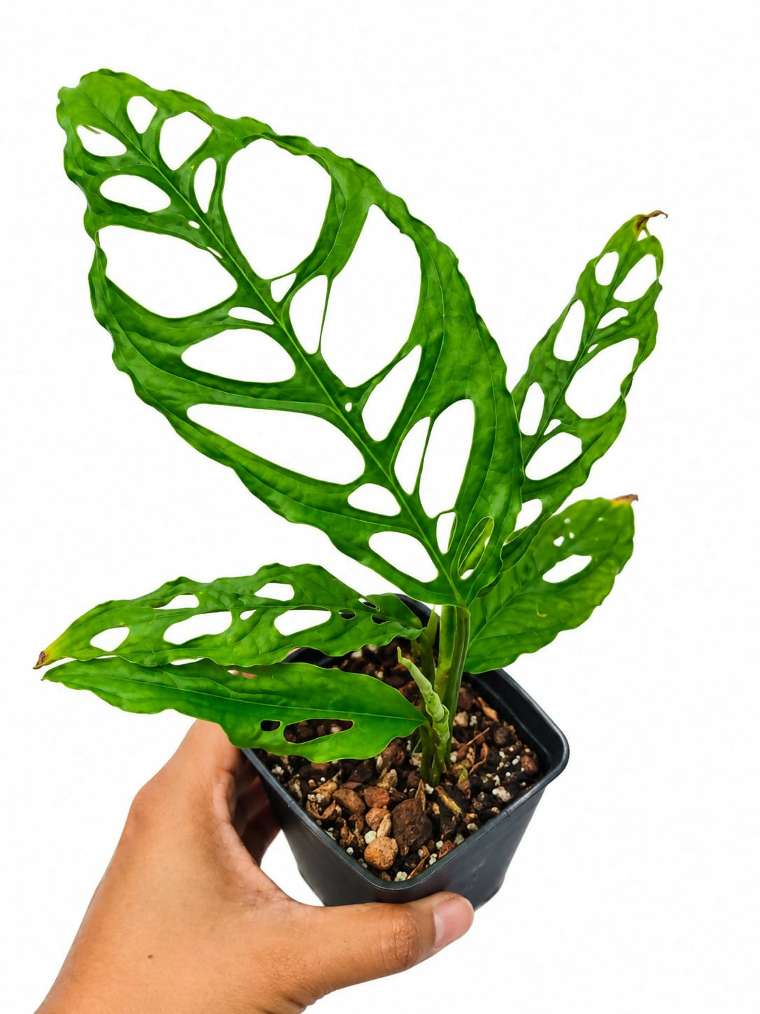 Monstera Obliqua – Rare Exotic Tropical Beauty- The Lush Flora