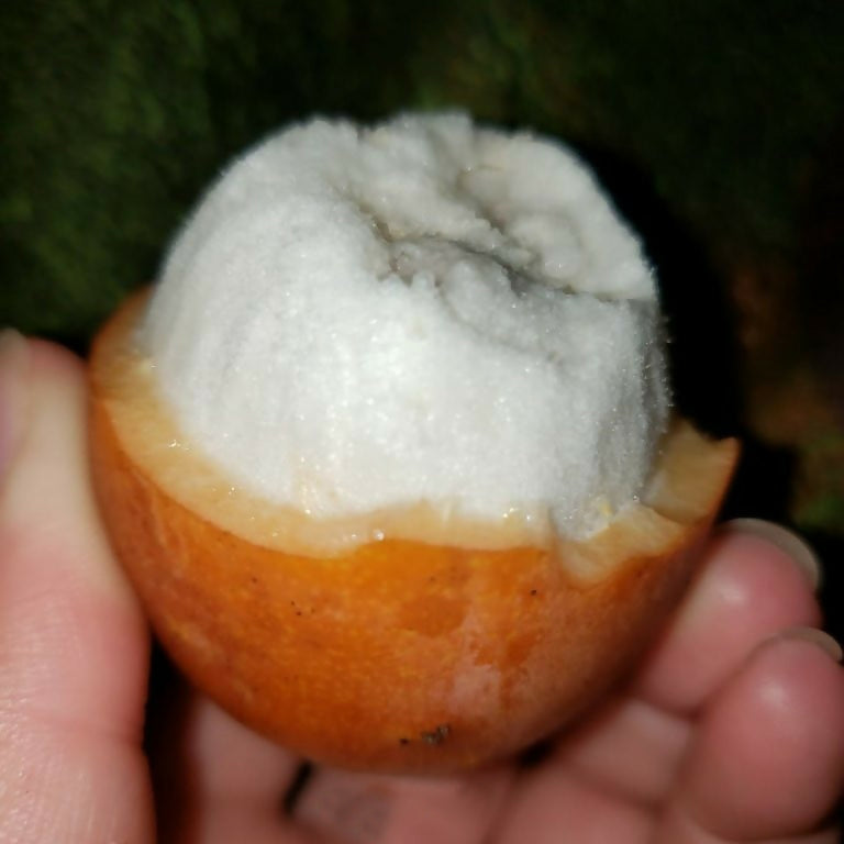 Achachairu Fruit Live Plants (Garcinia Humilis)