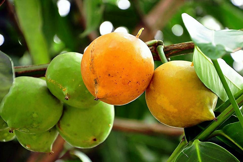 Mundu Fruit Plants (Garcinia Dulcis)