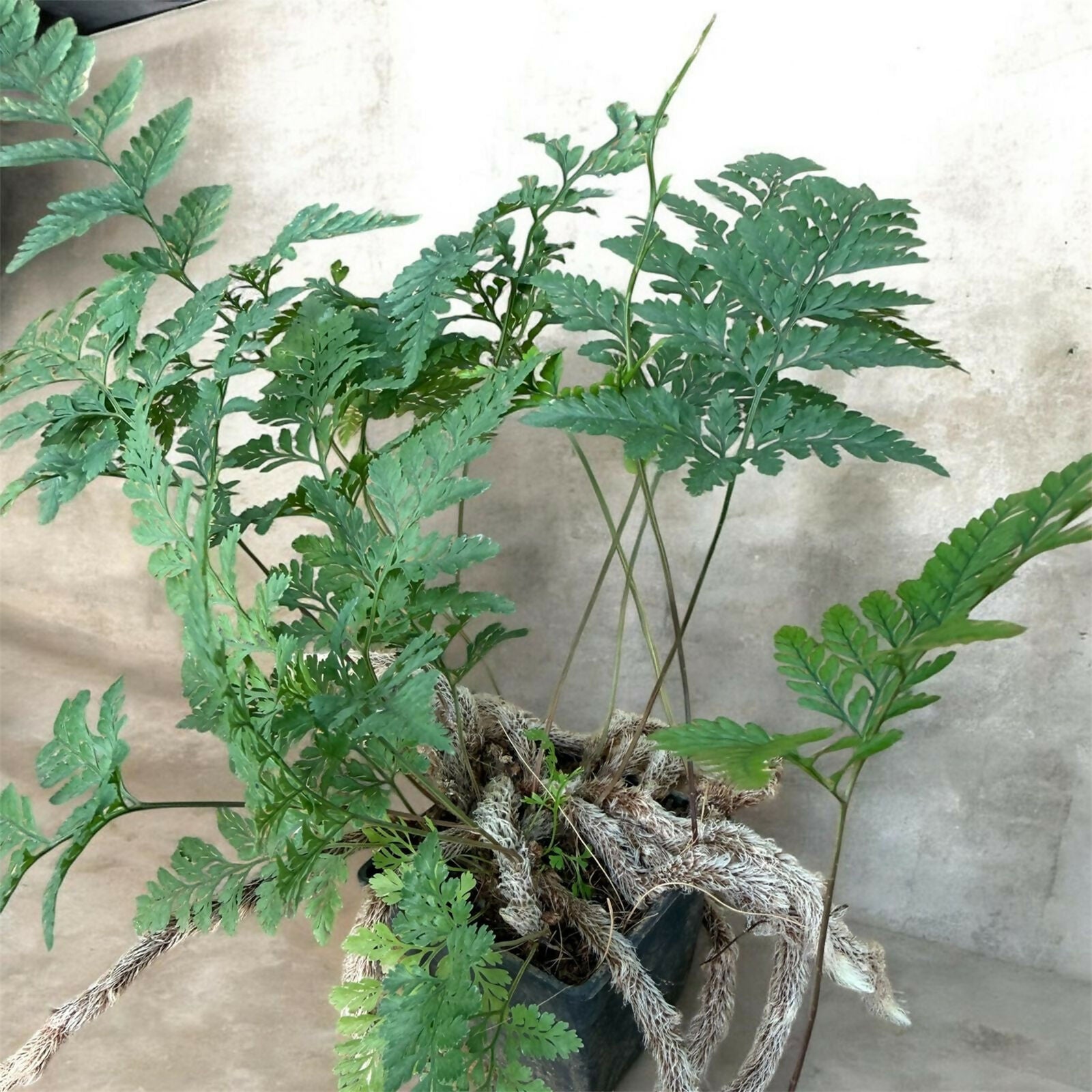 Rabbit's Foot Fern