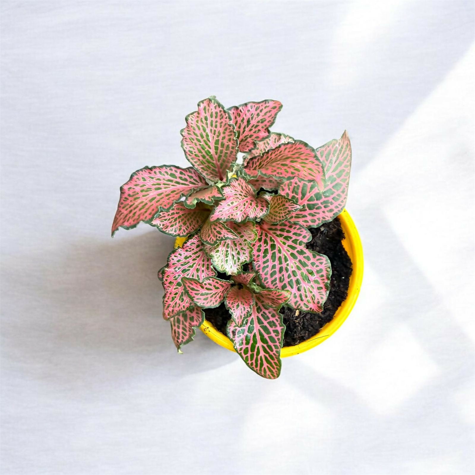 Fittonia