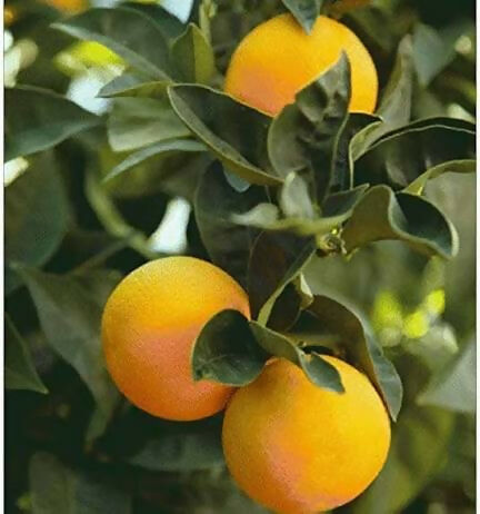 Indian Musambi / Sweet Lime Plant - Keyfarm Wayanad