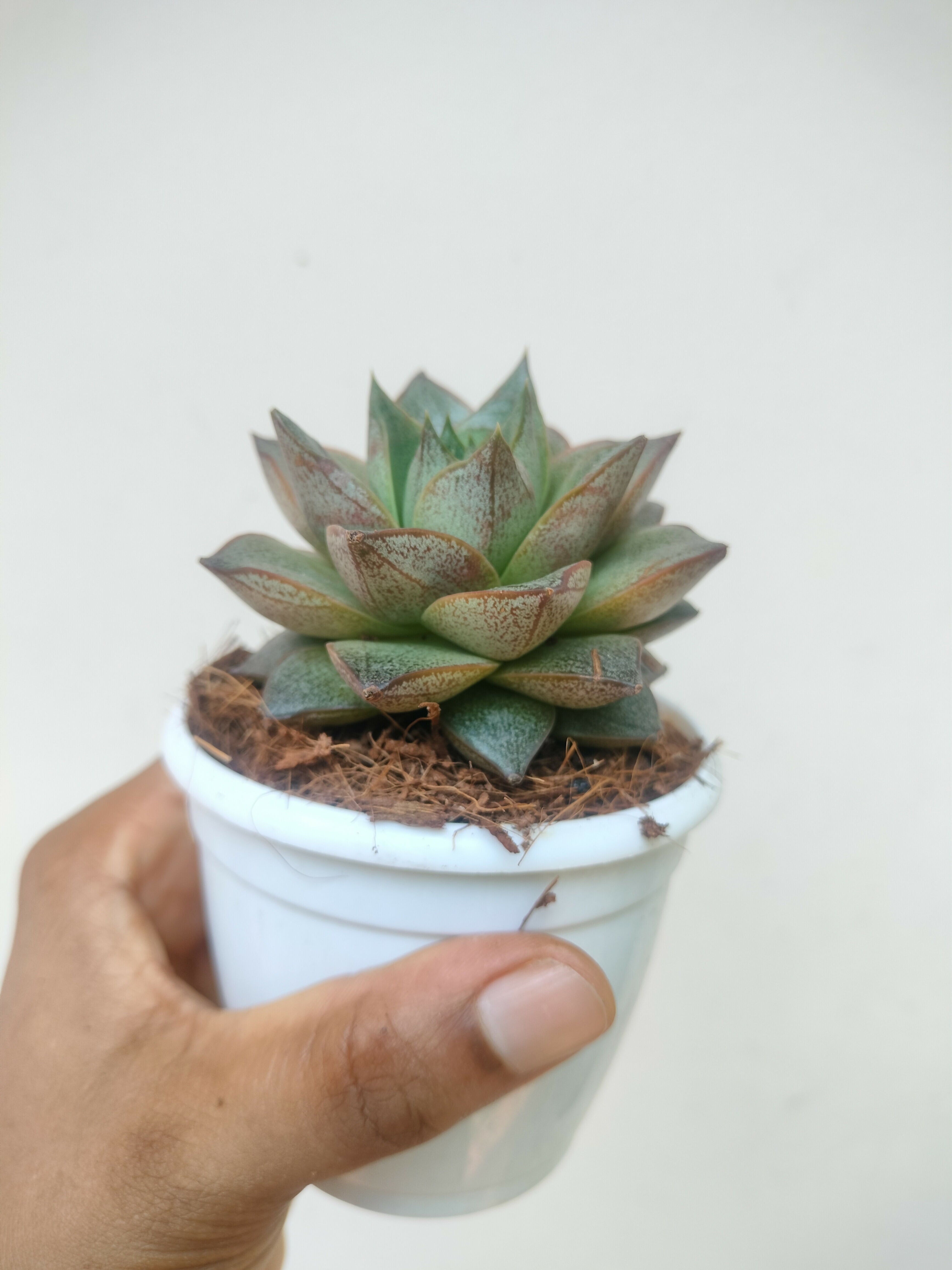 Drought-Tolerant Succulent Live Plant for Home
