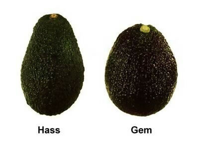 Gem Hass Avocado – Premium Live Grafted - Keyfarm Wayanad