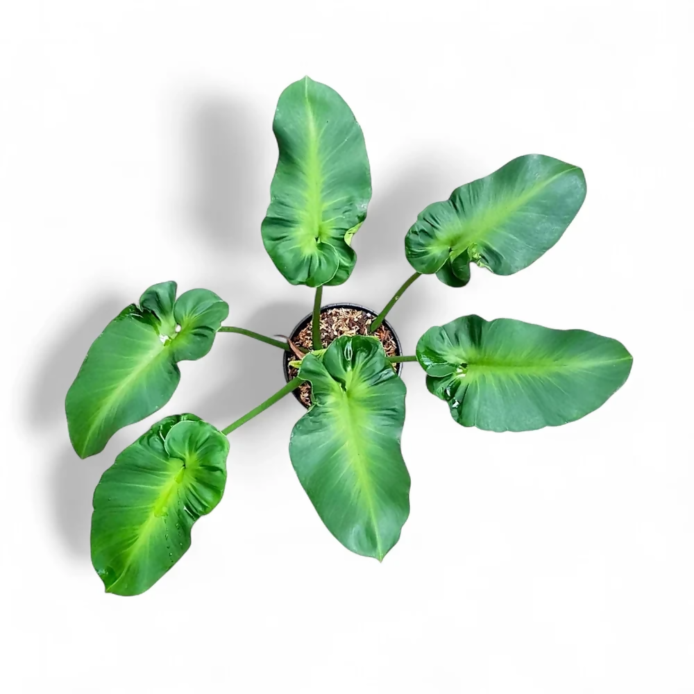 Philodendron rugosum