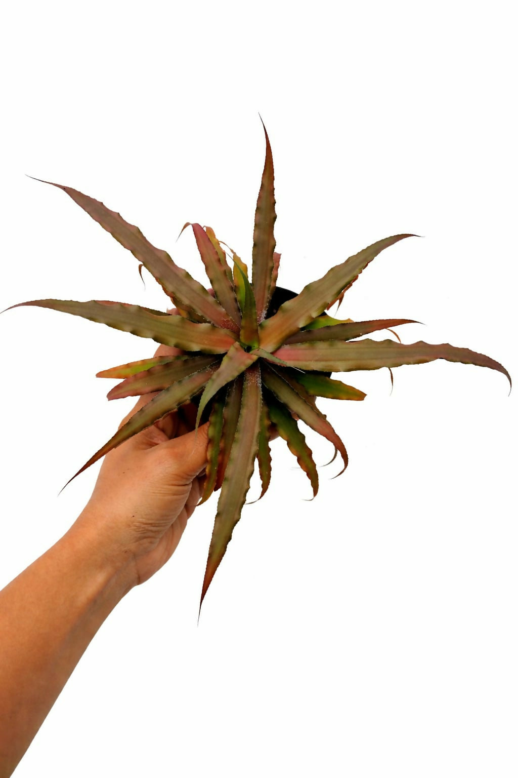 Cryptanthus Brown