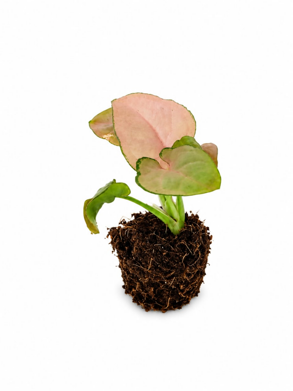 Syngonium pink