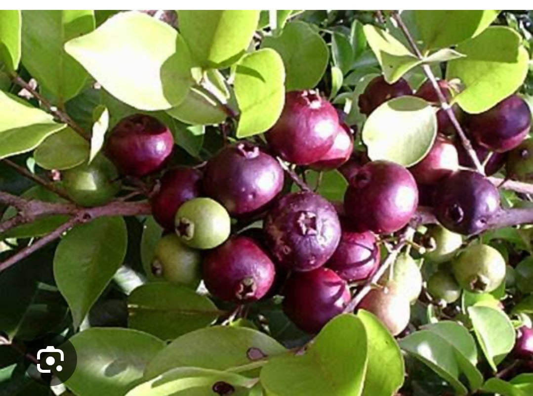 Rainforest Purple Guava – Live Sapling - Keyfarm Wayanad