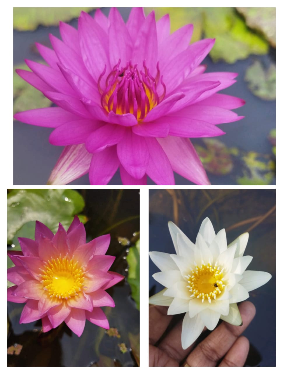 Waterlily 3 tuber combo(Hot pink, Tropical sunset, innocence)
