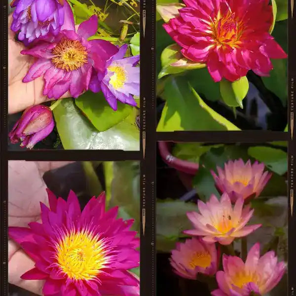 4 Beautiful Waterlilys (Atrans x Gygantea, Red Dali, Pink Galaxy, Tropic Sunset) - Combo