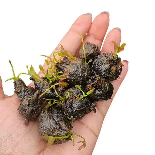 4 Beautiful Waterlilys (Atrans x Gygantea, Red Dali, Pink Galaxy, Tropic Sunset) - Combo