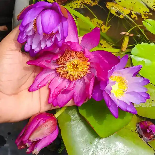 4 Beautiful Waterlilys (Atrans x Gygantea, Red Dali, Pink Galaxy, Tropic Sunset) - Combo