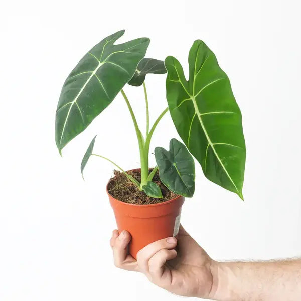Alocasia Frydek