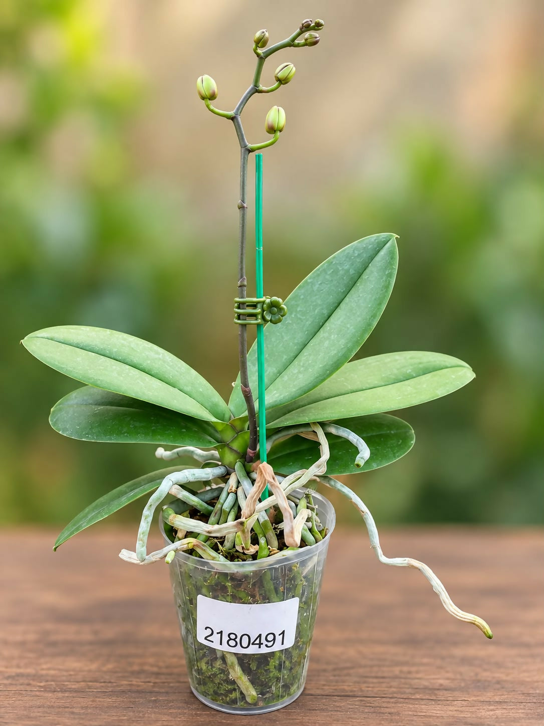 Phalaenopsis-2180491