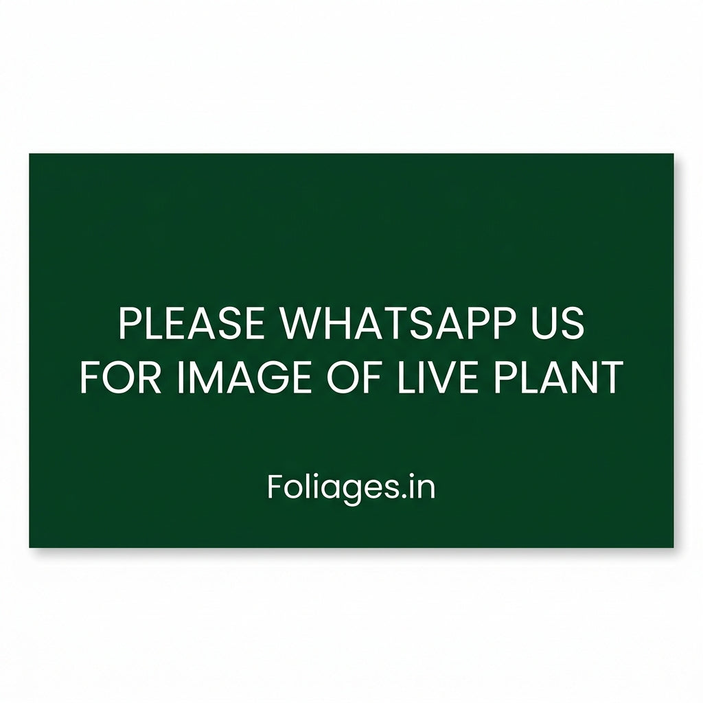 Please whatsapp us for image of live plant