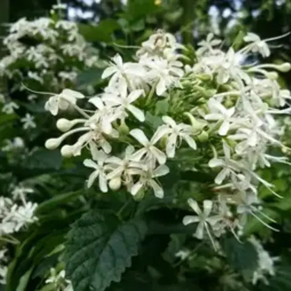 Clerodendrum Calamitosum