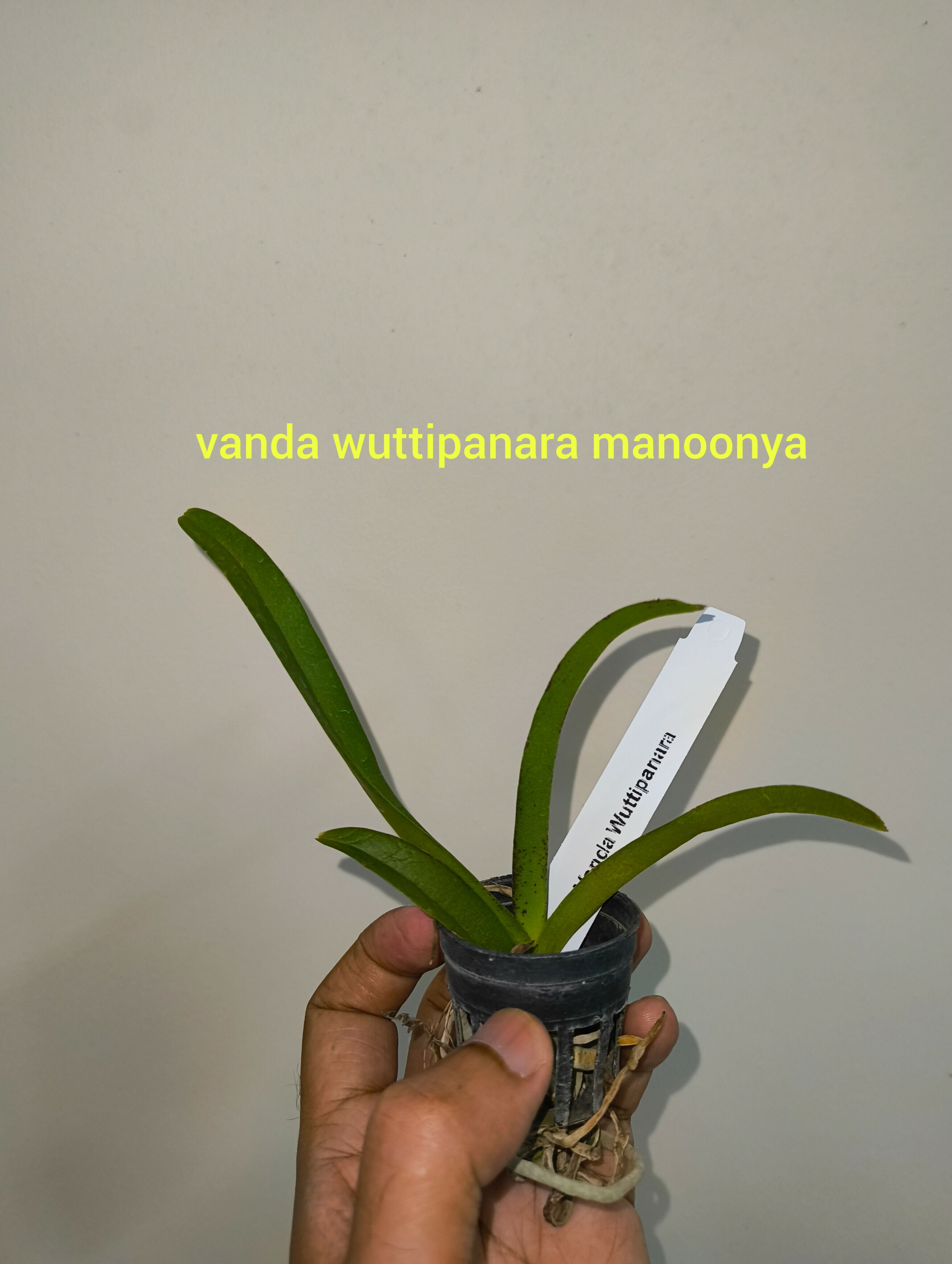 Vanda wuttipanara