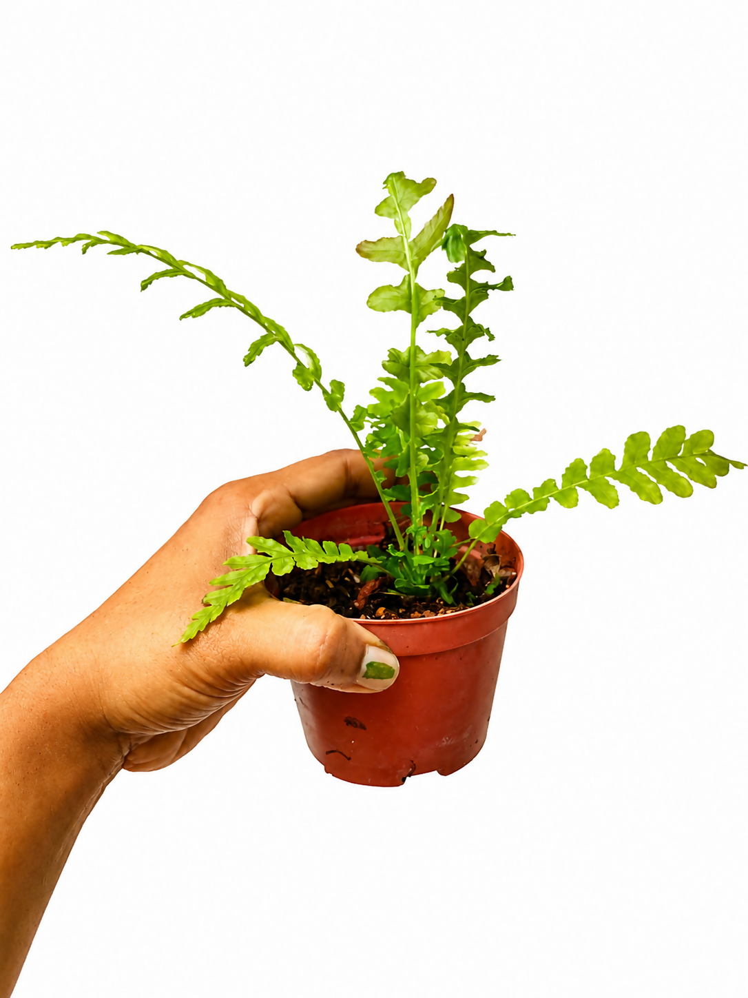 Volcano Fern