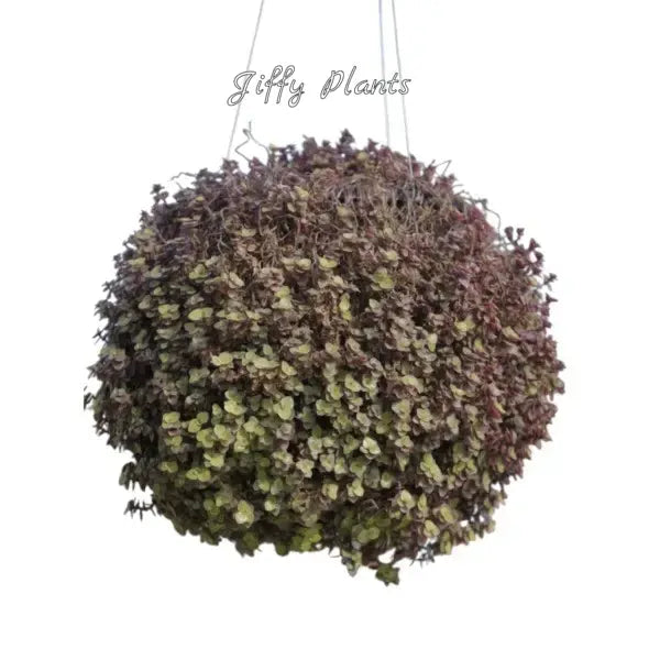 Callisia Repens - Hanging Plant