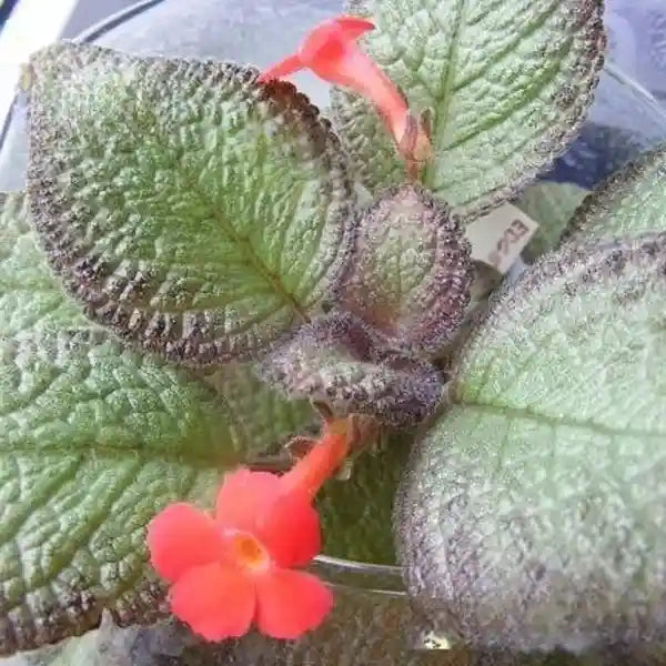 Episcia Edge Of Night - Red Flower