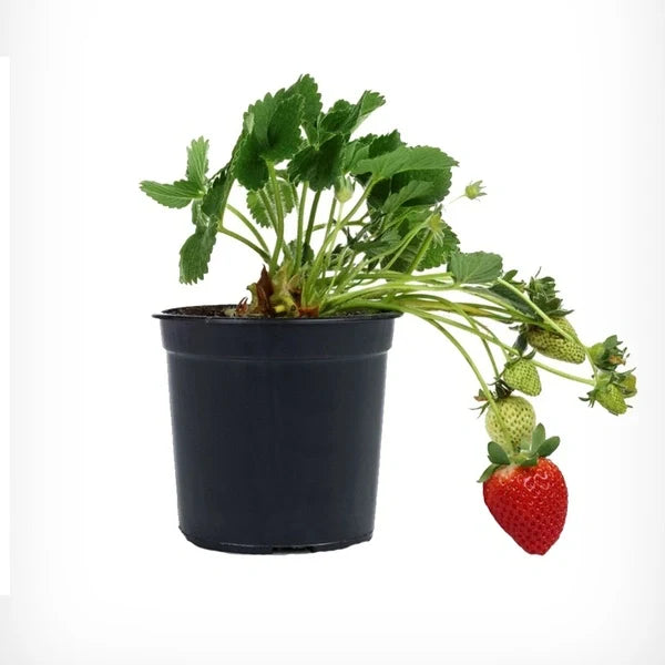 Strawberry Plant