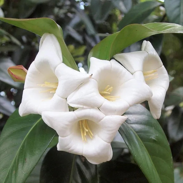 Portlandia Grandiflora, Jamaican Bell Flower - Rare
