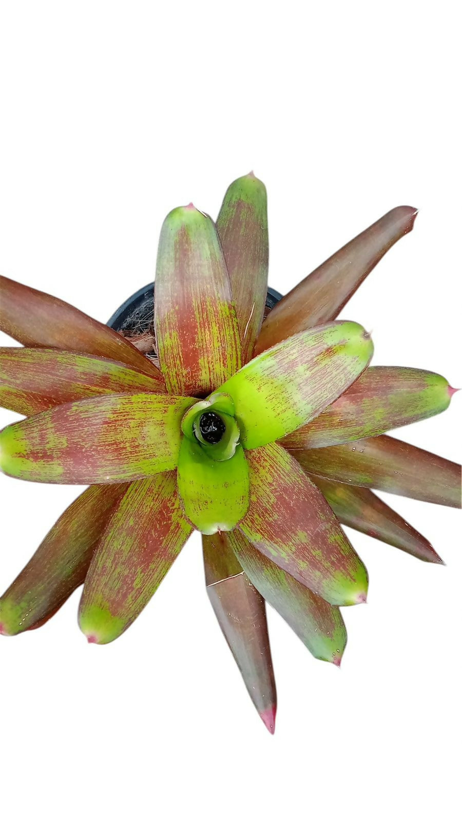 Bromeliad